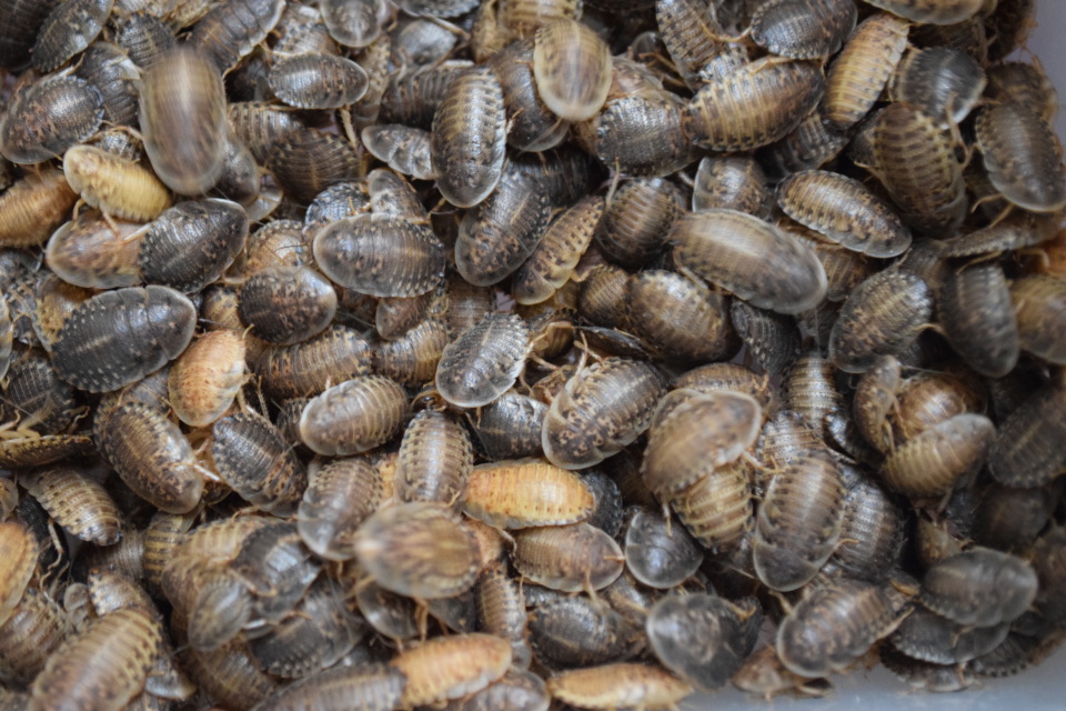 feeder insects/feeder bugs for sale, Dubia Roaches, Isopods, and