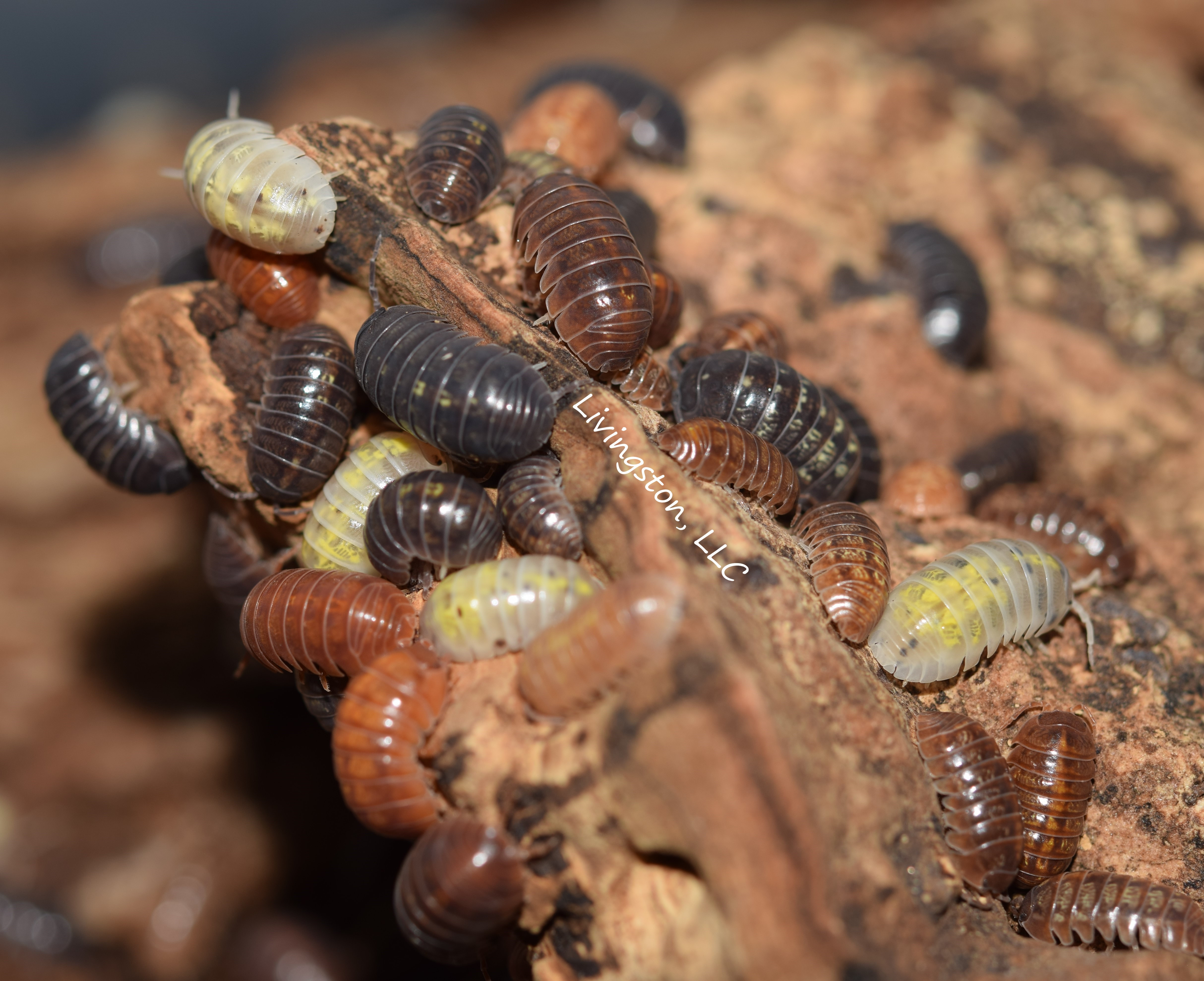 Armadillidium Vulgare Gem Mix Isopods